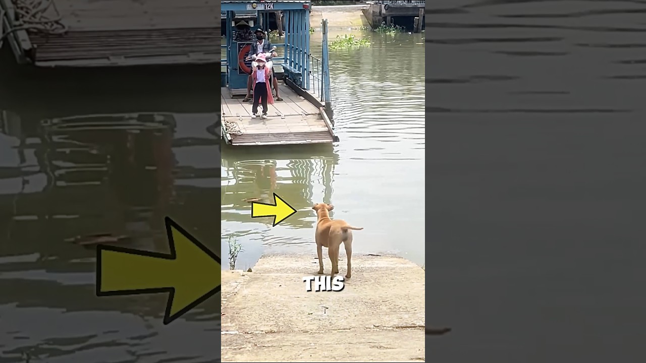 This Dog Waited at the River Just to Hug Her 🐕❤️ #dog