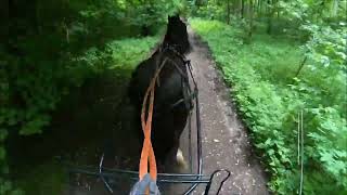 Ostsee Shires / Shire Horse Damon an der Kutsche / Erstes Mal Galopp an der Kutsche