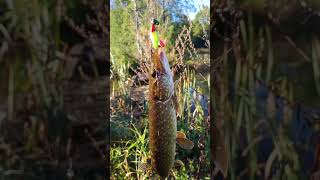 Осень 🍁🍁🍁 шука красота. #пруд #рыбалка #fishing 👍💯💯❤️