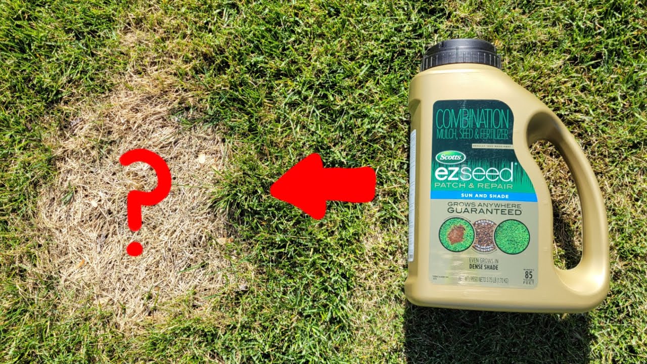 Scotts EZ Seed Patch And Repair – Application & Results