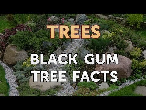 Black Gum Tree Facts