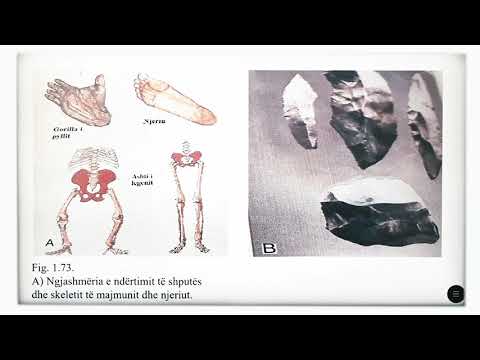 5 04 023 - Java e dymbëdhjetë - Njeriu dhe natyra - Zhvillimi historik   evolucioni i njeriut