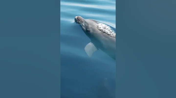 Bottlenose dolphins are known to form friendships that last decades.🐬 - DayDayNews