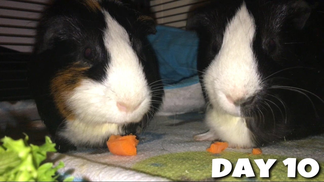 guinea pig cages bunnings Holiday In Lights! + Pet Shopping (Vlogmas #10)