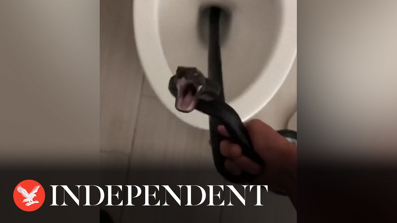 Video shows hissing snake found in Arizona woman's toilet: My worst  nightmare - CBS News