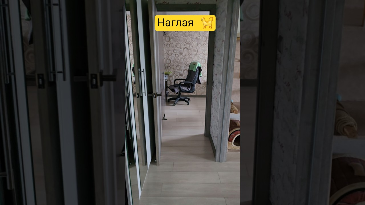 Наглая кошка🐈 