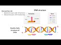 From Nucleotides to Life: DNA in Seconds! #anatomy #DNA #nucleotides #genetics#biology#Doublehelix