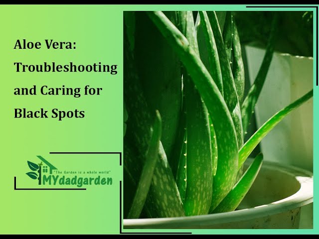 Black Spots on Aloe Plant : troubleshooting and Caring