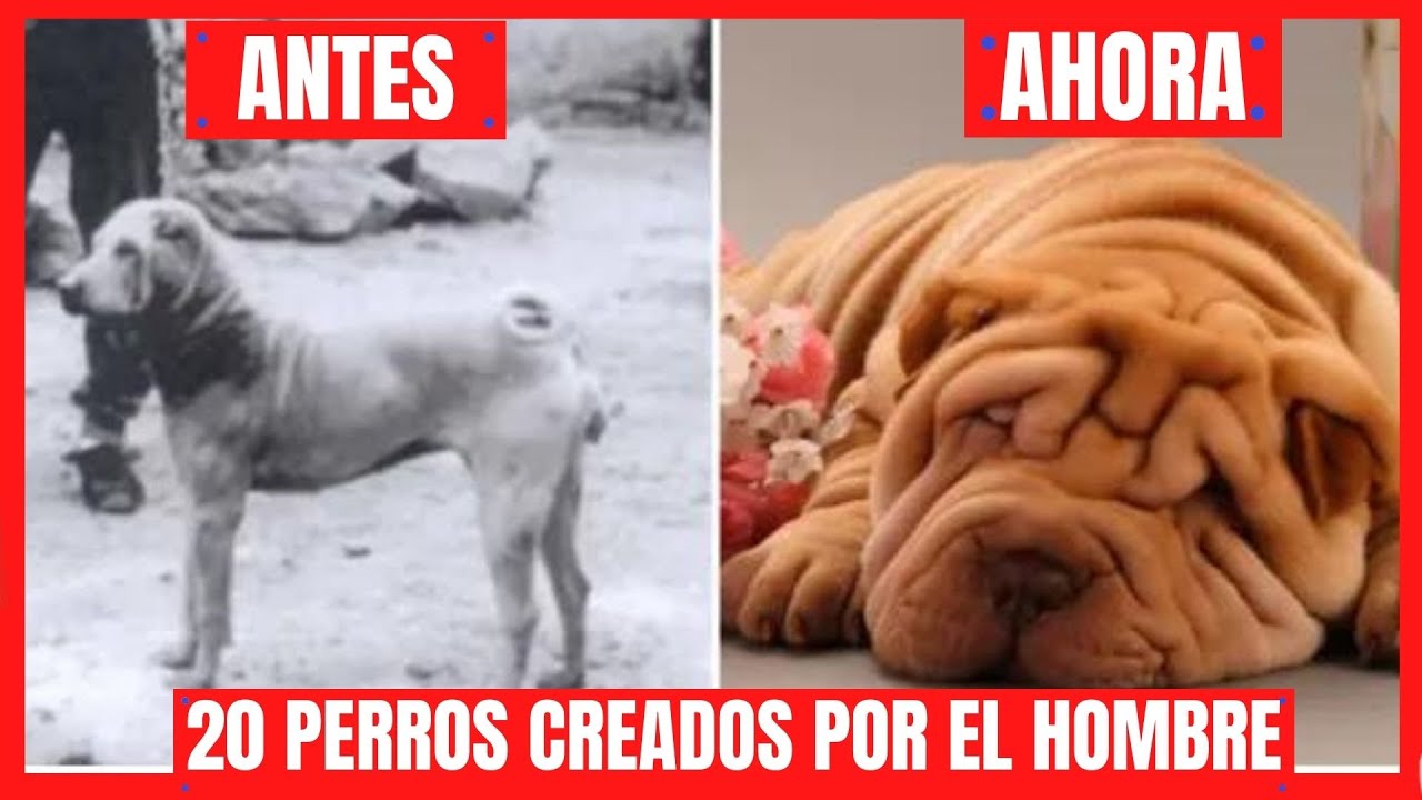 TOP 20 RAZAS DE PERROS ANTES Y DESPUÉS 🔴 PERROS CREADOS POR EL HOMBRE 🔴MODIFICADOS TOP 20 RAZAS DE PERROS ANTES Y DESPUÉS 🔴 PERROS CREADOS POR EL HOMBRE 🔴MODIFICADOS