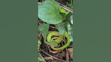 Rắn lục đuôi đỏ ngụy trang trong vườn nhà #snake