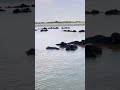 jafrabadi buffalo herd power to bath | river cross  buffalo play with maldhari#short#viral#trending