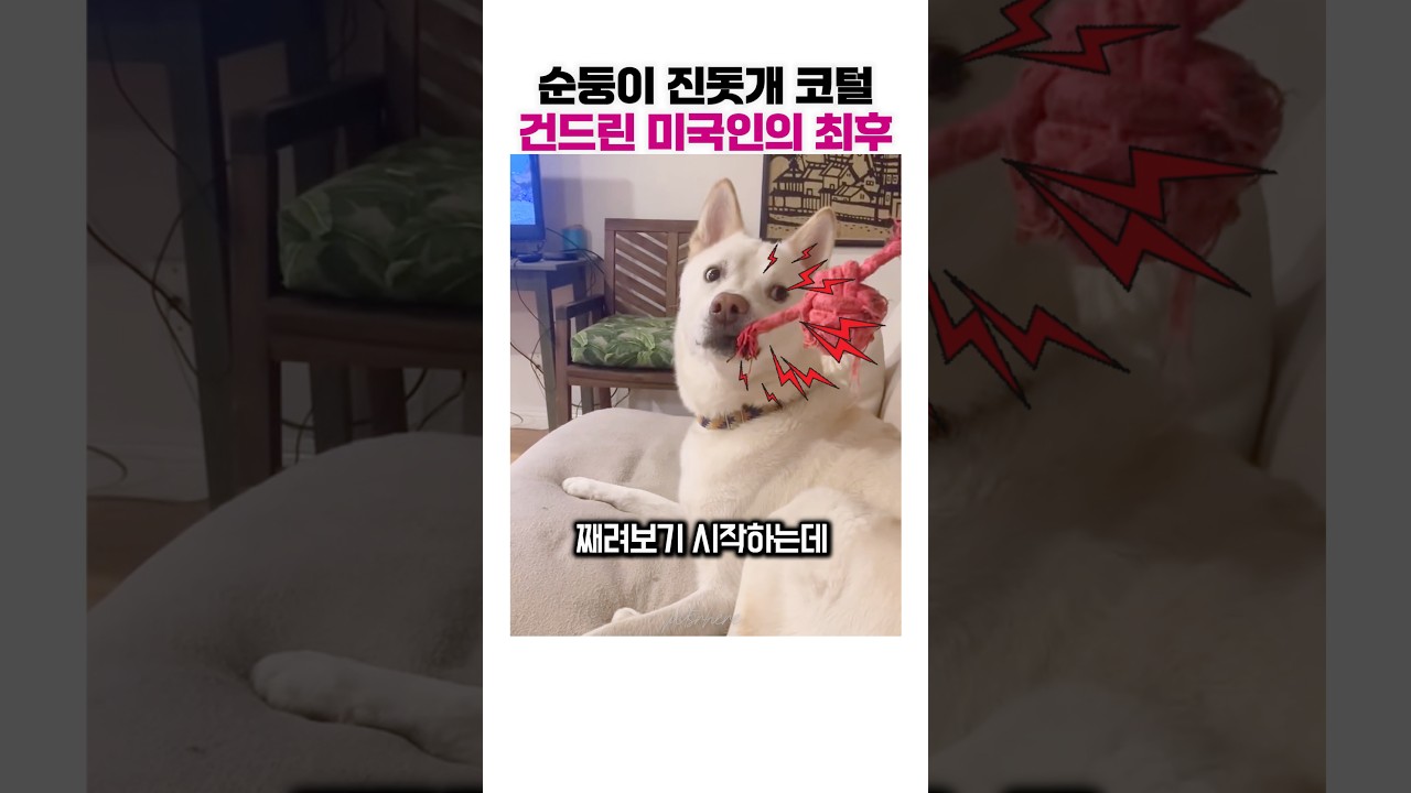 순둥이 진돗개 화나게 하면 벌어지는 일 ㅋㅋㅋ 🤣