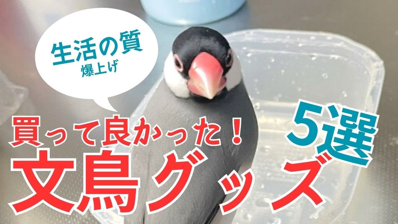 【文鳥の生活の質を向上！】買って良かった文鳥グッズ5選