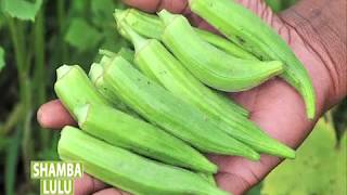 Kilimo cha bamia Mkoani Unguja