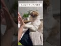 ねぇねとタッチの練習 #shihtzu #癒し #vlog #犬のいる生活 #シーズー犬 #福来ちゃんねる