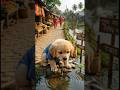😢 Puppy’s Happy Life Turned Sad | Someone Beat the Innocent Puppy 🐶💔 Emotional Story#viralshort