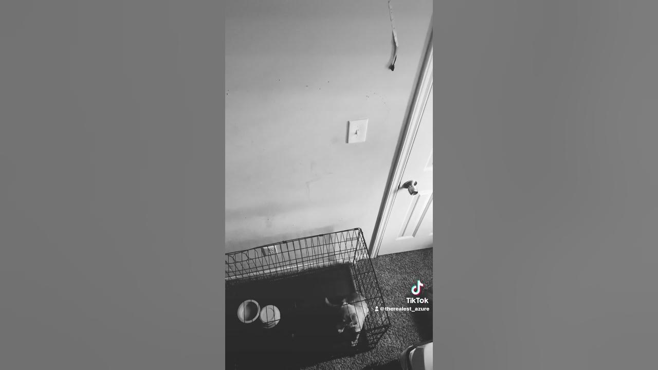 The dog did it😂 YouTube