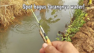 Mancing Ikan Wader di Selokan Kecil, Spot Bagus Yqng Jadi Sarangnya