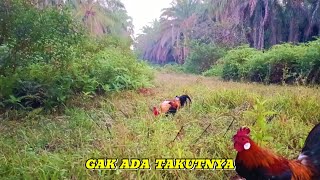 AYAM HUTAN SUMATRA YANG BERNYALI BESAR || PIKAT AYAM HUTAN . EPS 29
