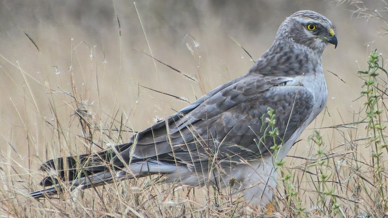 Pallid Harrier (Circus macrourus) sub-adult, roosting