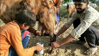 NEW ! FRESH GOAT MILK PROCESS - From goat to glass • Goat Milking by kid screenshot 4