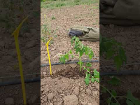 Video: Jak Krmit Zelí Po Výsadbě? První Krmení Sazenic Po Výsadbě Do Země. Hnojiva A Lidové Prostředky Pro Zahradu