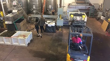 Torii Mor grape sorting, 2017 video 1