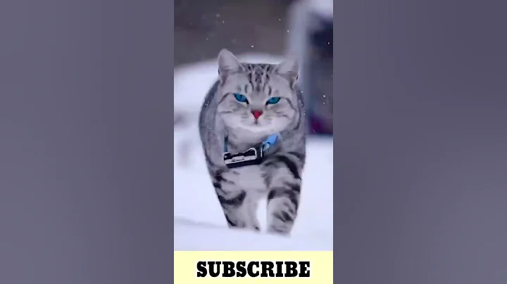 Video 171421: persian cat kitten pet, persian cat pets cute, persian cat funny pets, persian cat kitten animal, cute cat fight sound, cute cat play fighting, cat cucumber, sound cat games, baby cats