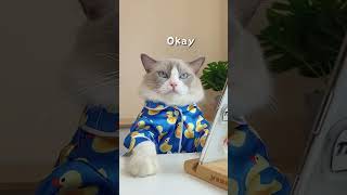 Cats make food 2022 That Little Puff Tiktok Compilation35#shorts