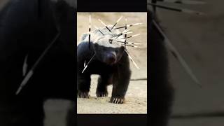 Porcupines Vs Honey Badgers The Winner Is