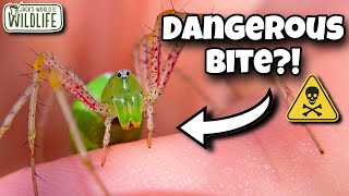 How DANGEROUS Is The BITE Of A GREEN LYNX SPIDER?