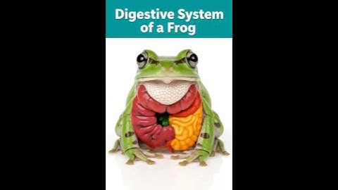 #frog #frogguthealth