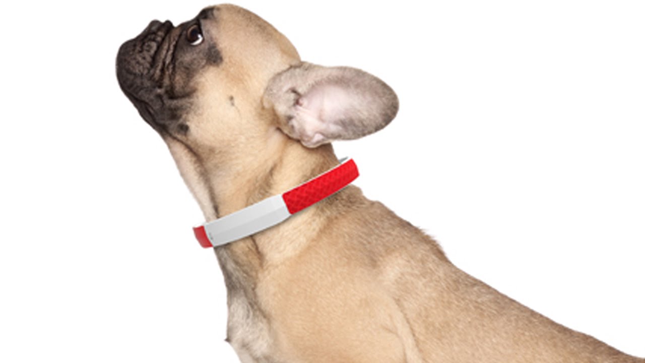 5 Gadgets Every Dog Owner MUST Have [Cool Tech for Dogs]
