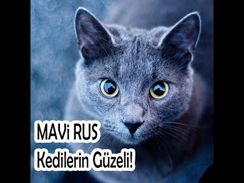 Video: Rus Mavi Kedi Irkı Hipoalerjenik, Sağlık Ve Ömrü