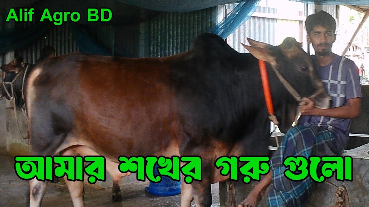 মাশাল্লাহ -আমার শখের গরু গুলো!!Alif Agro BD