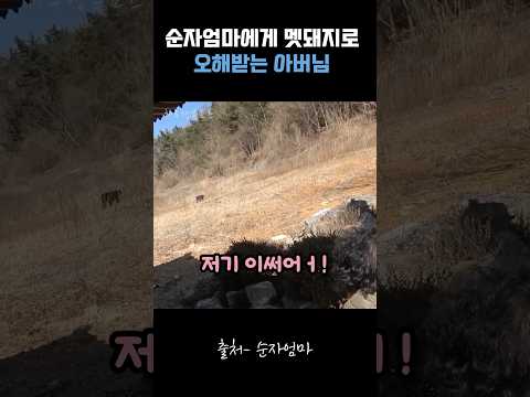 순자엄마에게 멧돼지로 오해받는 아버님 #순자엄마 thumbnail