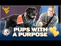 Pups With a Purpose 🐶 | Hearts of Gold at WVU