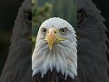 🦅 Amazing Bald Eagle Facts | America's National Bird! #Shorts