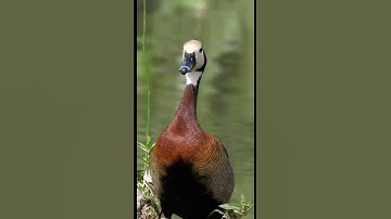 White-faced Whistling Duck . Short video 4K-UHD Birds Photography Video