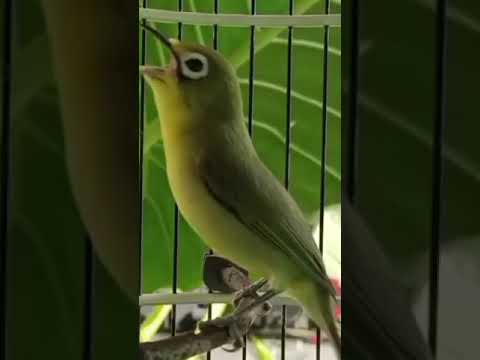 Kecial Kuning Speed PERDETIK 😱‼️#kecialkuning #shorts @pepadukecial