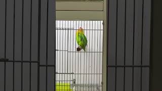 betina memanggil jantan, suara burung lovebird