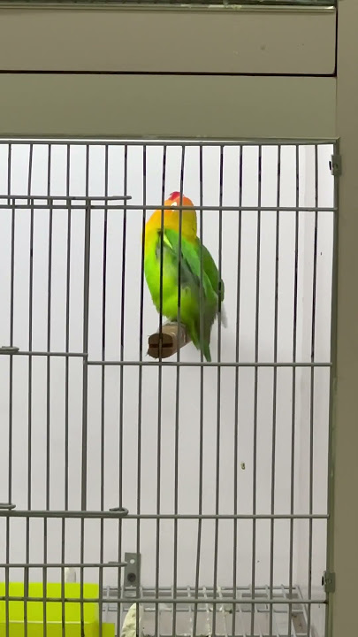 suara lovebird betina memanggil jantan, suara lovebird