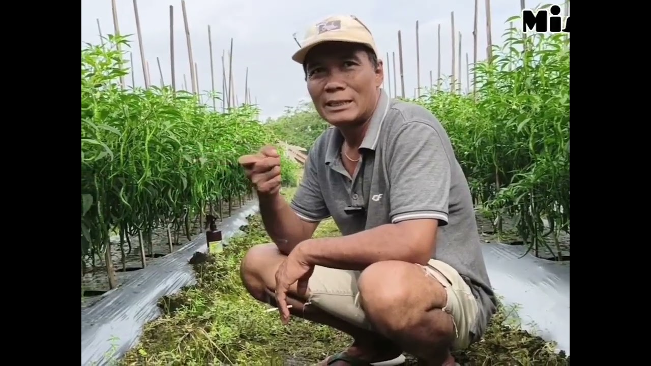 Blak blakan cara sukses tanam cabai aman dari serangan jamur dan lalat buah#jangkauanluassemuaorang 