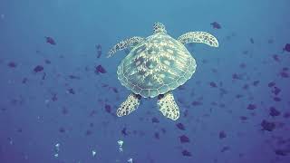 1 hour of relaxation in the beautiful ocean with coral reefs, fish. Spa, meditation, yoga, massage.