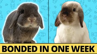 I Bonded 2 Rabbits in One Week  HERE'S HOW