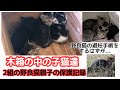 木箱の中の子猫達 2組の野良猫親子の保護記録