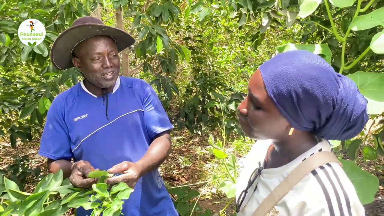 Feusseul Sunu Mbay chez Abdou Wahab Ndiaye – Ingénieur Agronome à Notto Gouy Diama