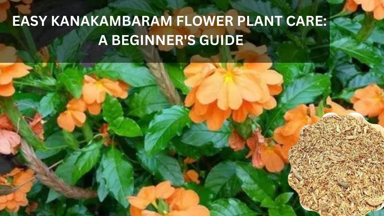 Easy Kanakambaram Flower Plant Care A Beginner's Guide YouTube