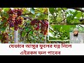 যেভাবে আঙ্গুর ফুলের যত্ন নিলে ভালো ফল পাবেন iiiiiনা দেখলেই পস্তাতে হবে #grape #আঙ্গুর #agriculture