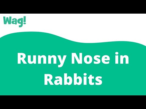 Video: Runny Nose Sa Mga Kuneho